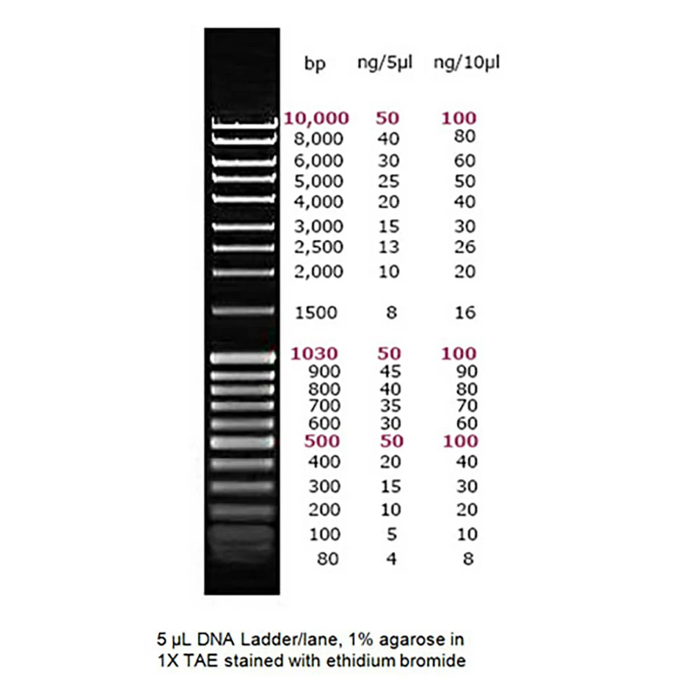 Apex Bioresearch Products 42-425 Apex DNA Ladder III, 500 Lanes, 80bp - 10Kb, 1 x 2.5ml/Unit primary image