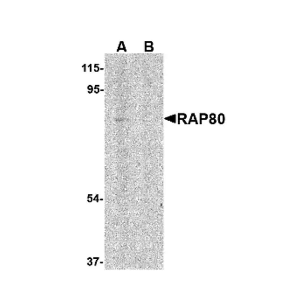 ProSci 4327 RAP80 Antibody, ProSci, 0.1 mg/Unit Primary Image