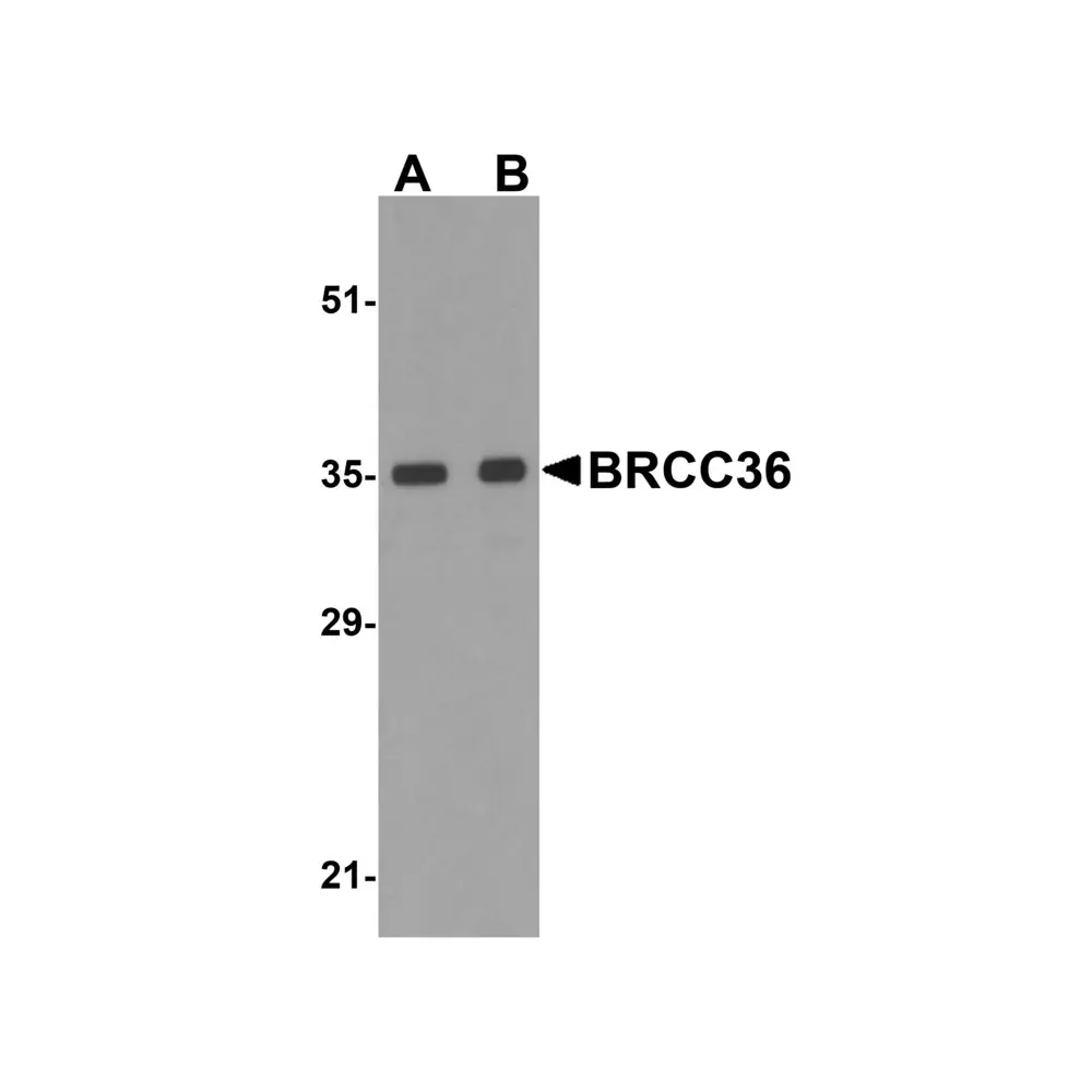 ProSci 4331_S BRCC36 Antibody, ProSci, 0.02 mg/Unit Primary Image