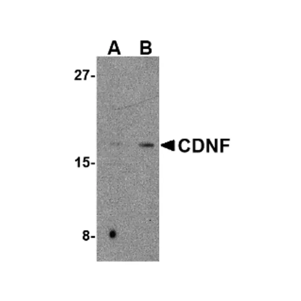 ProSci 4343 CDNF Antibody, ProSci, 0.1 mg/Unit Primary Image