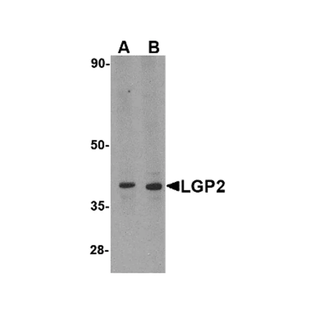 ProSci 4353 LGP2 Antibody, ProSci, 0.1 mg/Unit Primary Image