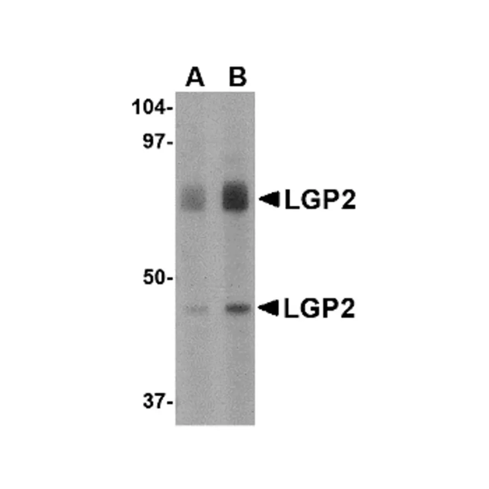 ProSci 4355 LGP2 Antibody, ProSci, 0.1 mg/Unit Primary Image