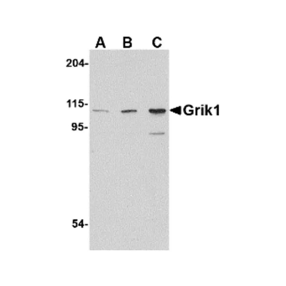 ProSci 4381 Grik1 Antibody, ProSci, 0.1 mg/Unit Primary Image