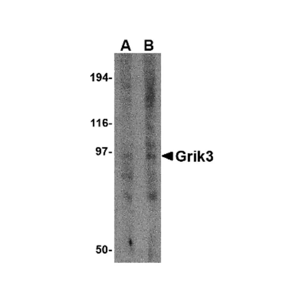 ProSci 4389 Grik3 Antibody, ProSci, 0.1 mg/Unit Primary Image