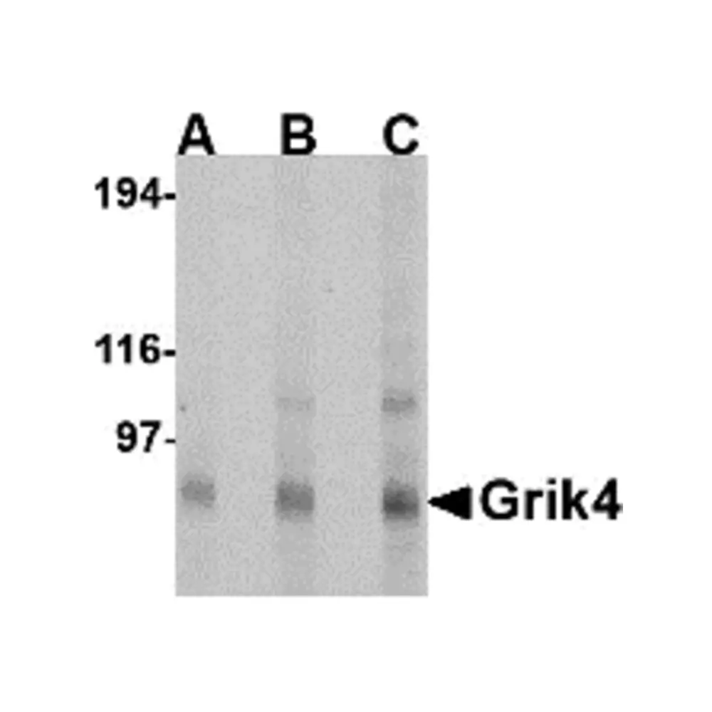 ProSci 4393_S Grik4 Antibody, ProSci, 0.02 mg/Unit Primary Image