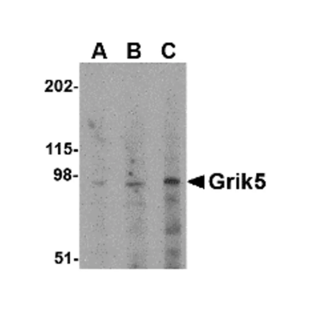 ProSci 4397_S Grik5 Antibody, ProSci, 0.02 mg/Unit Primary Image