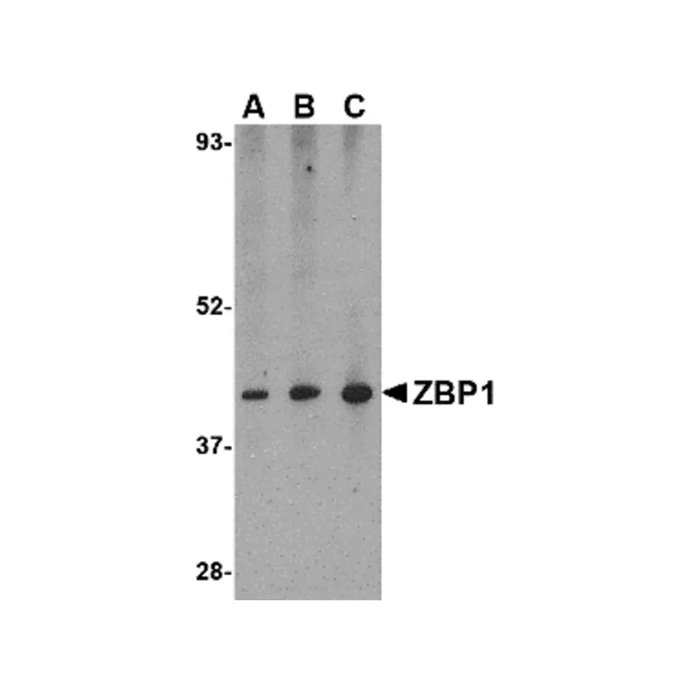 ProSci 4401 ZBP1 Antibody, ProSci, 0.1 mg/Unit Primary Image