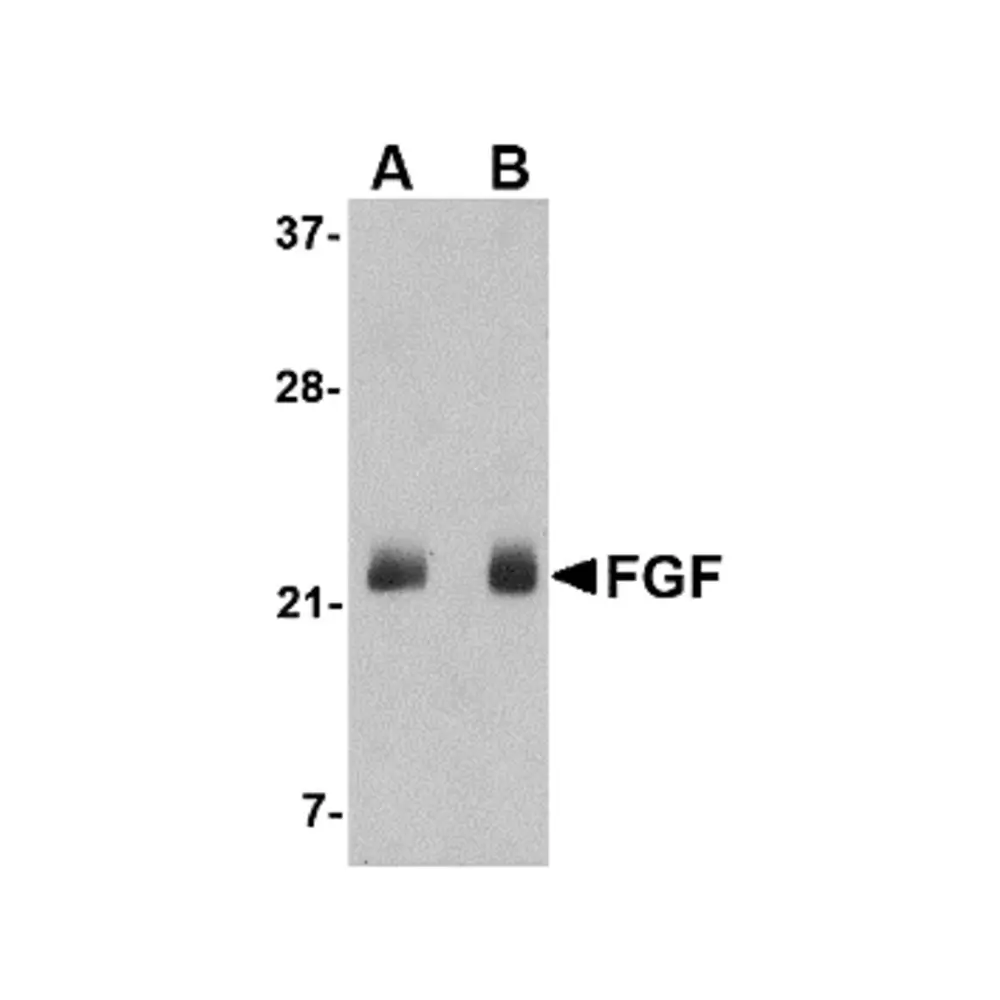 ProSci 4433 FGF4 Antibody, ProSci, 0.1 mg/Unit Primary Image