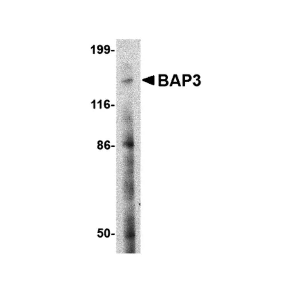 ProSci 4503 BAP3 Antibody, ProSci, 0.1 mg/Unit Primary Image