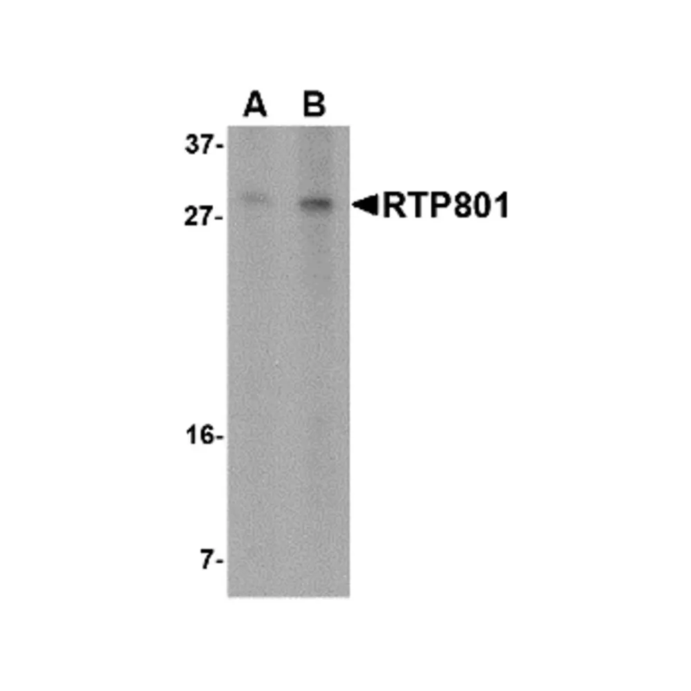 ProSci 4509 RTP801 Antibody, ProSci, 0.1 mg/Unit Primary Image