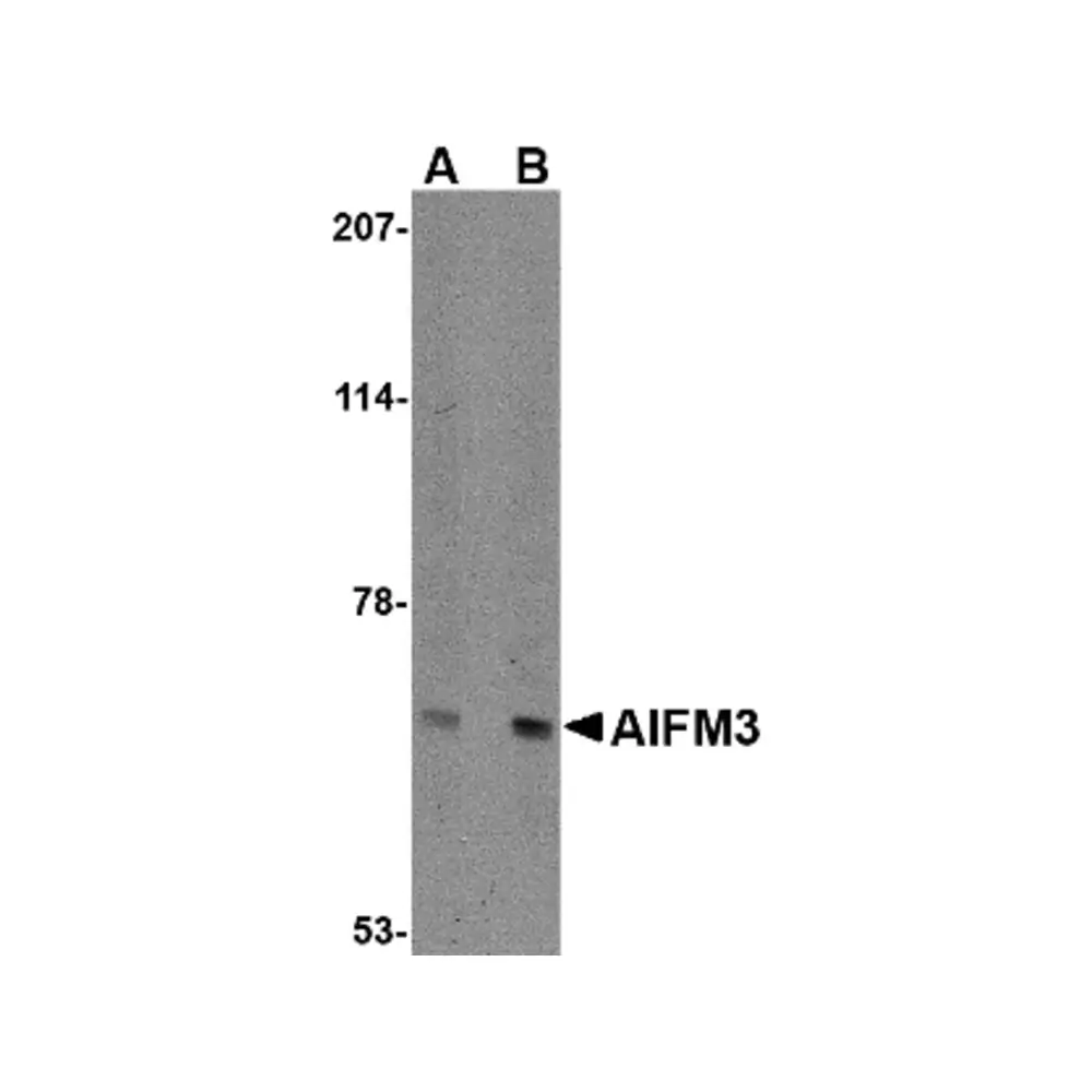 ProSci 4539 AIFM3 Antibody, ProSci, 0.1 mg/Unit Primary Image