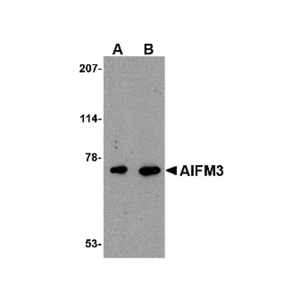 ProSci 4541_S AIFM3 Antibody, ProSci, 0.02 mg/Unit Primary Image