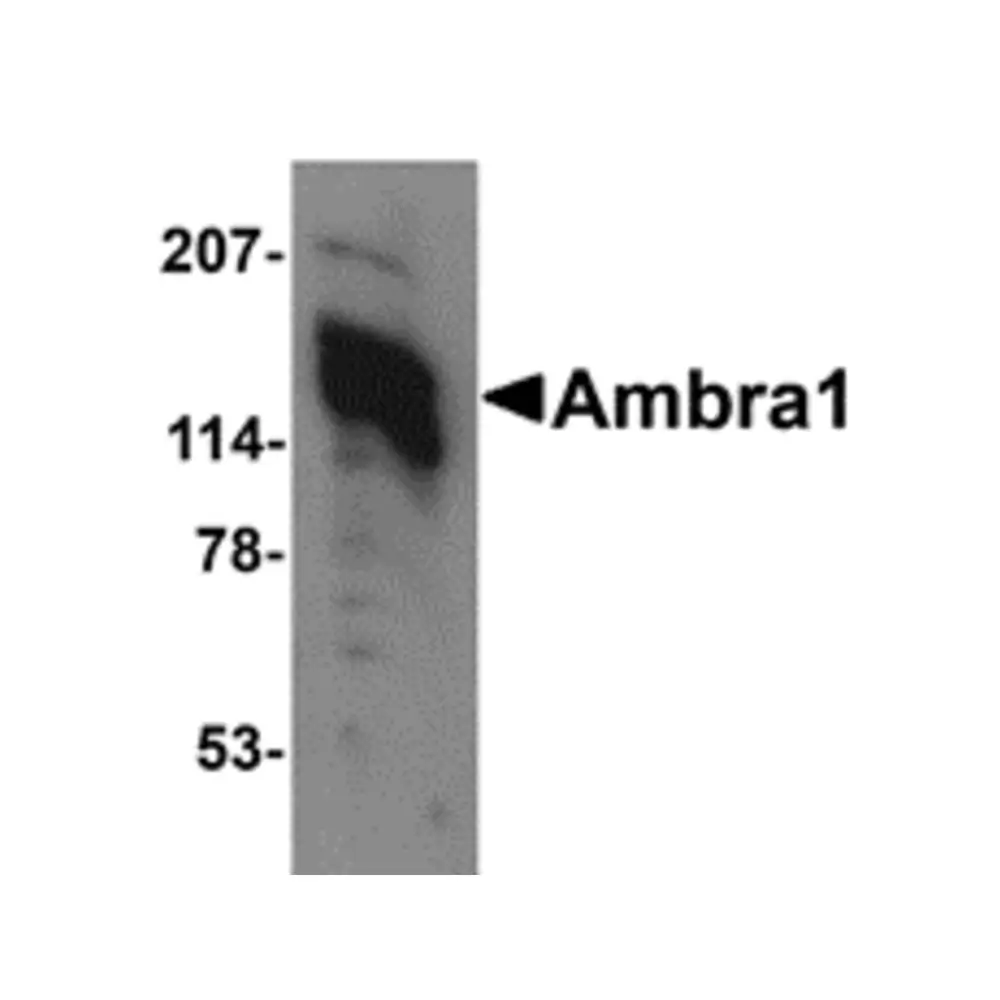 ProSci 4555_S Ambra1 Antibody, ProSci, 0.02 mg/Unit Primary Image