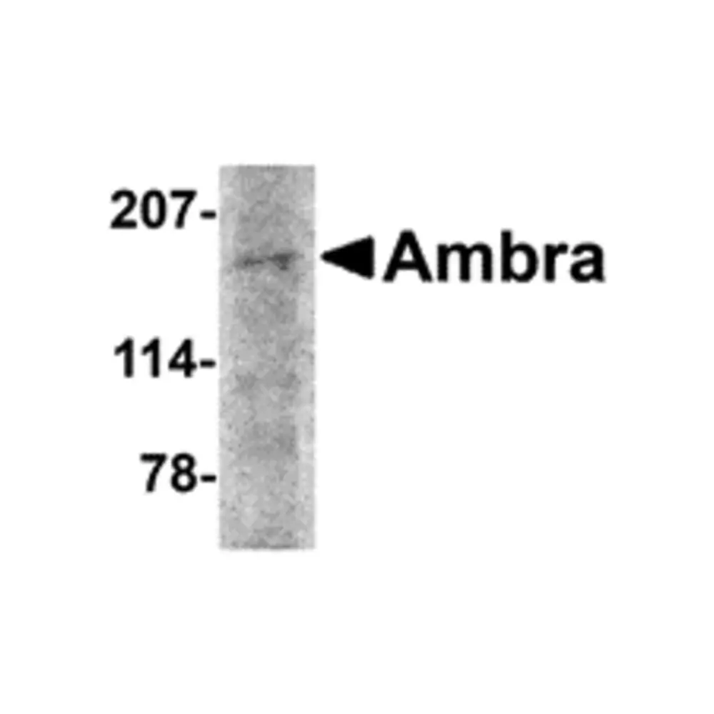 ProSci 4557_S Ambra1 Antibody, ProSci, 0.02 mg/Unit Primary Image