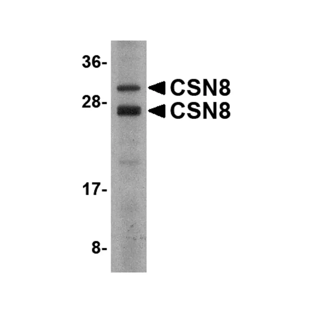 ProSci 4601 CSN8 Antibody, ProSci, 0.1 mg/Unit Primary Image