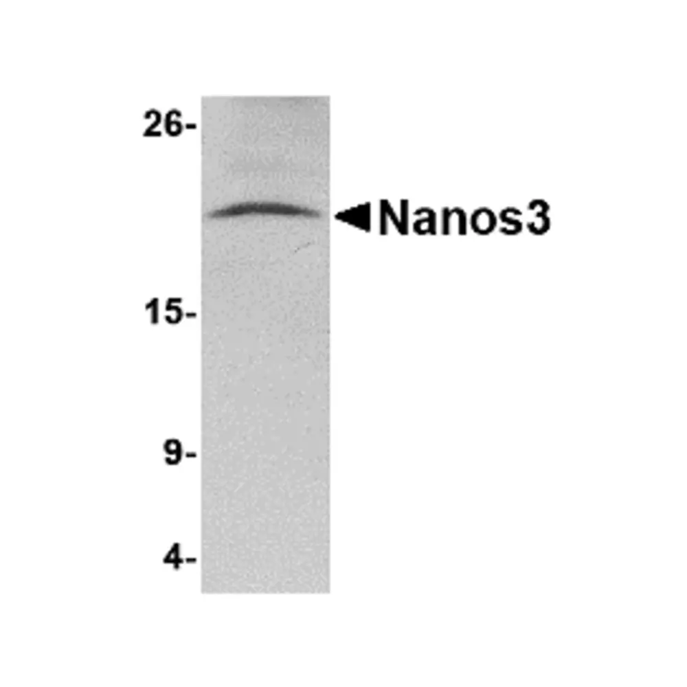 ProSci 4653 Nanos3 Antibody, ProSci, 0.1 mg/Unit Primary Image