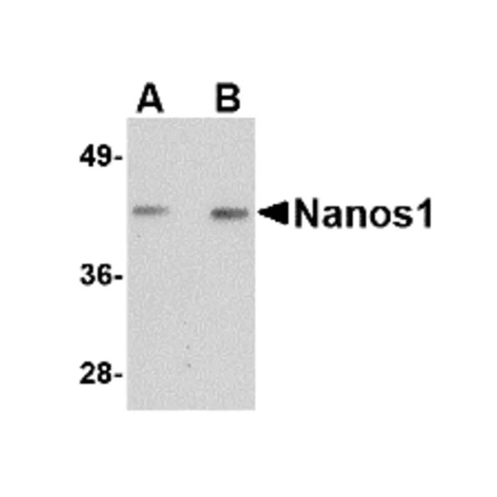 ProSci 4685_S Nanos1 Antibody, ProSci, 0.02 mg/Unit Primary Image