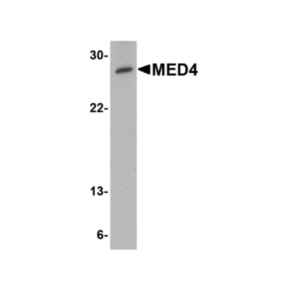 ProSci 4729_S MED4 Antibody, ProSci, 0.02 mg/Unit Primary Image