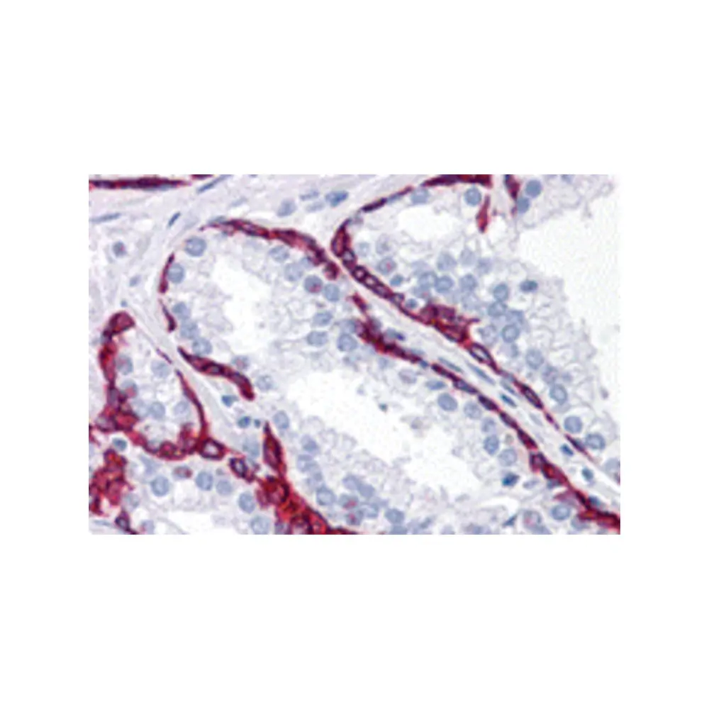 ProSci 4739_S BMP15 Antibody, ProSci, 0.02 mg/Unit Primary Image
