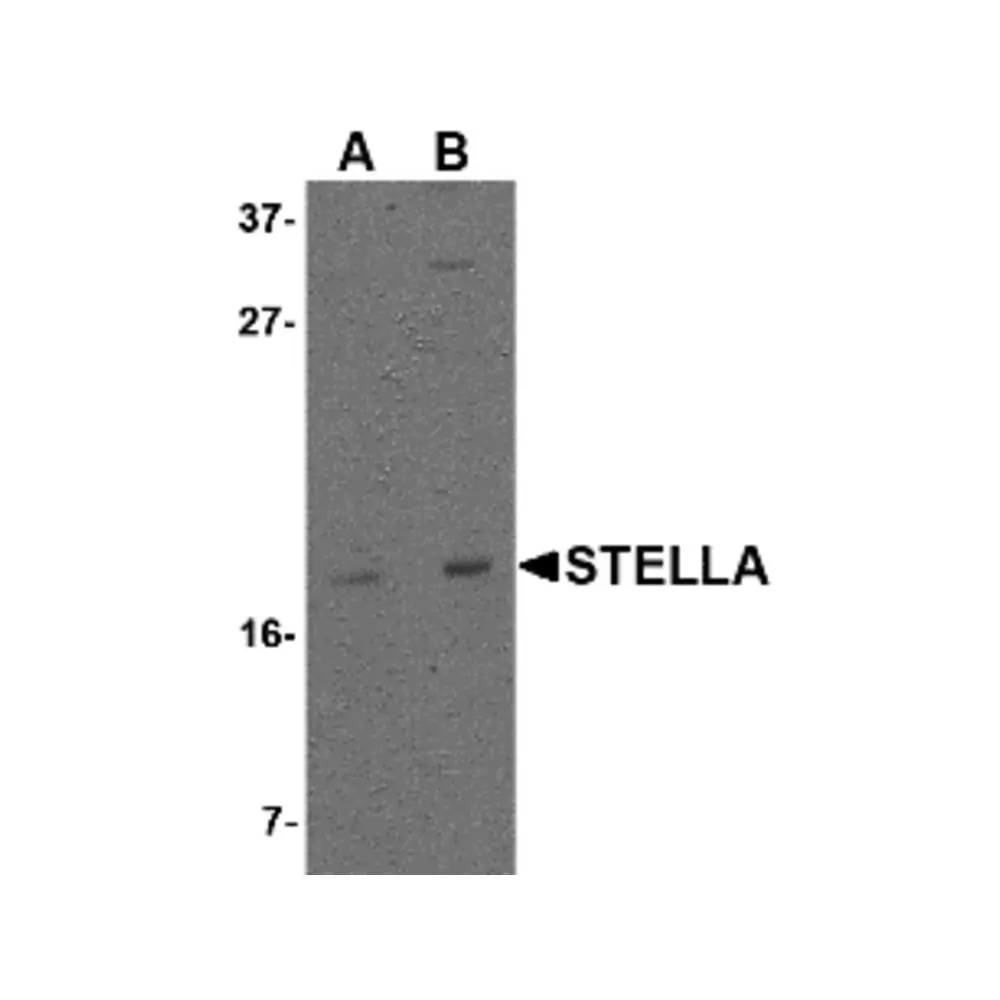 ProSci 4755_S Stella Antibody, ProSci, 0.02 mg/Unit Primary Image