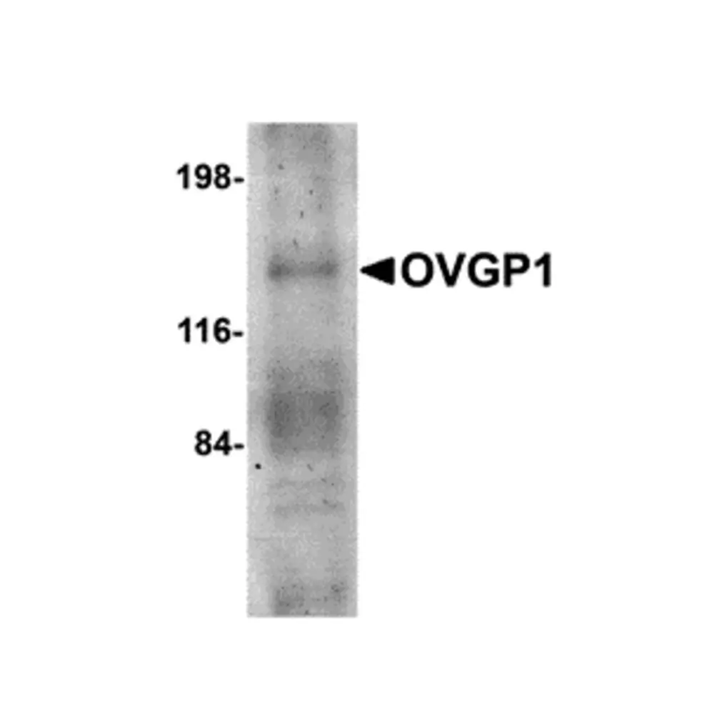 ProSci 4763_S OVGP1 Antibody, ProSci, 0.02 mg/Unit Primary Image