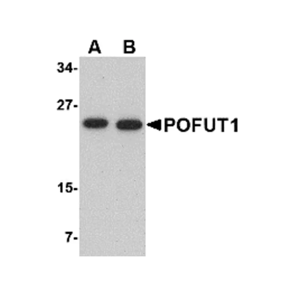 ProSci 4765 POFUT1 Antibody, ProSci, 0.1 mg/Unit Primary Image