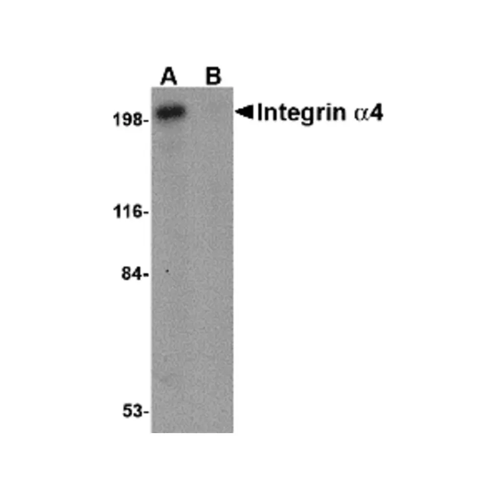 ProSci 4783 Integrin alpha 4 Antibody, ProSci, 0.1 mg/Unit Primary Image