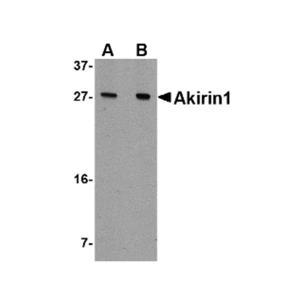 ProSci 4799_S Akirin1 Antibody, ProSci, 0.02 mg/Unit Primary Image