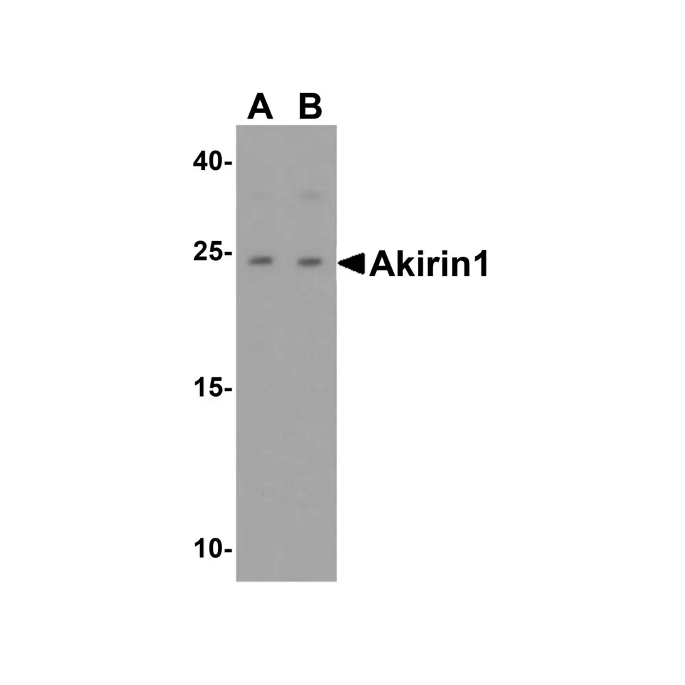 ProSci 4801_S Akirin1 Antibody, ProSci, 0.02 mg/Unit Primary Image