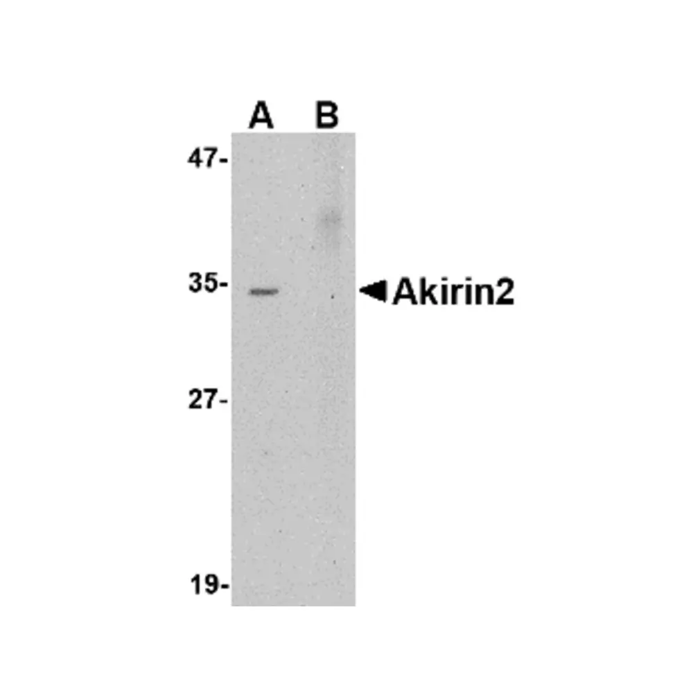 ProSci 4805 Akirin2 Antibody, ProSci, 0.1 mg/Unit Primary Image
