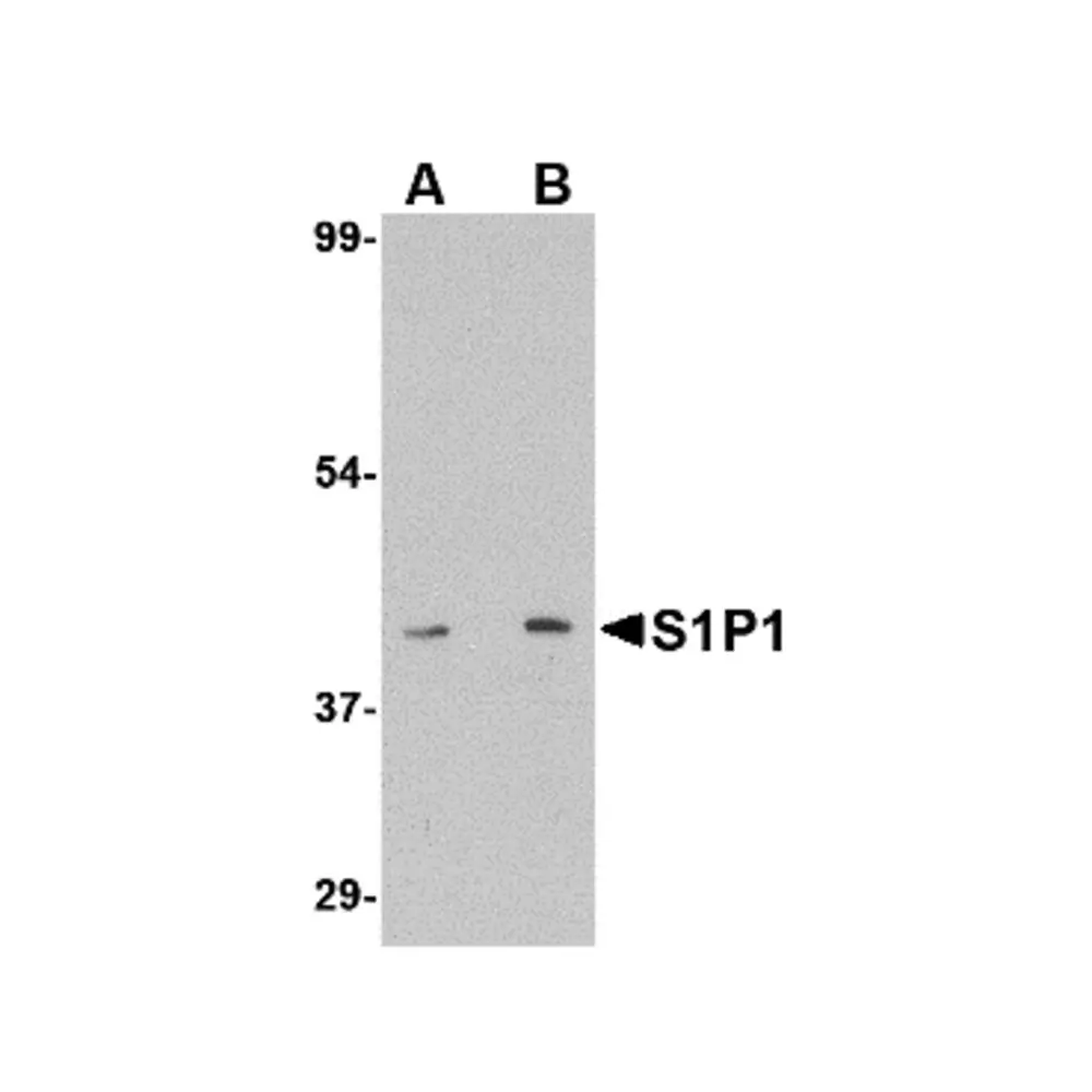 ProSci 4809 S1P1 Antibody, ProSci, 0.1 mg/Unit Primary Image