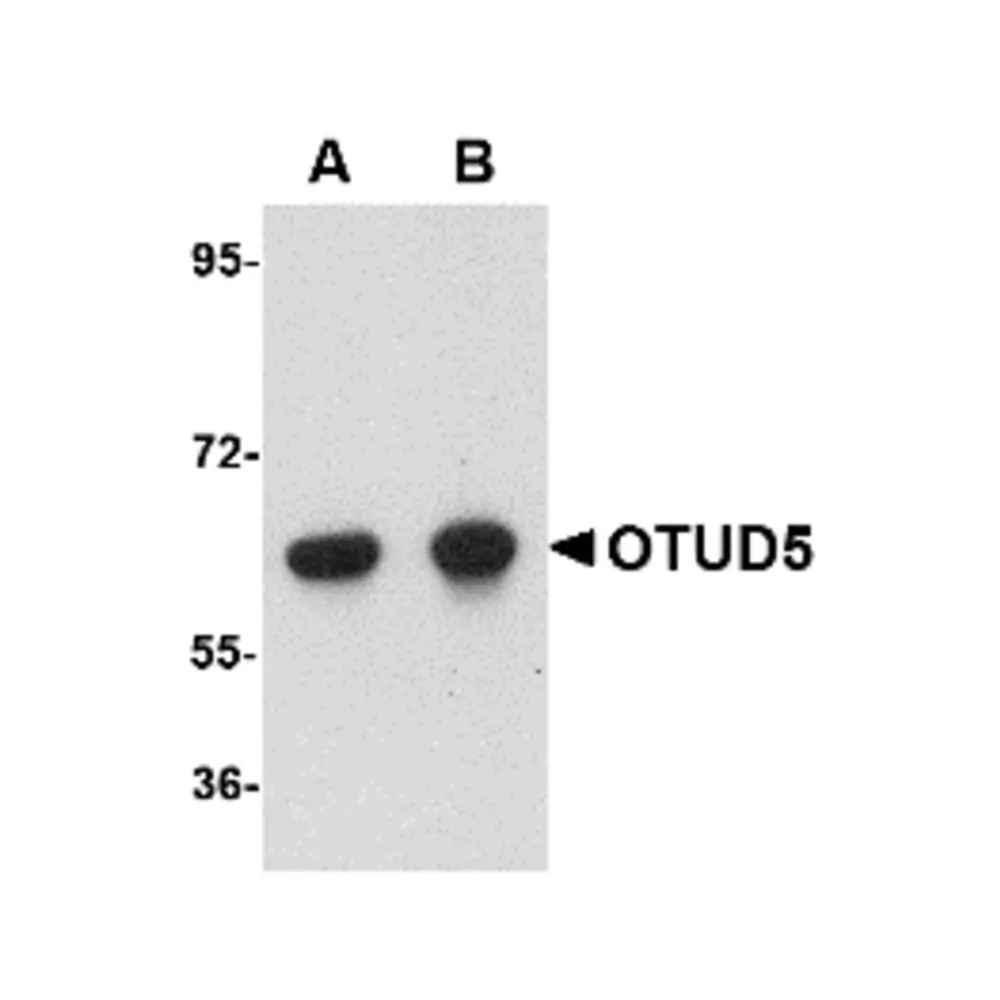 ProSci 4811_S OTUD5 Antibody, ProSci, 0.02 mg/Unit Primary Image