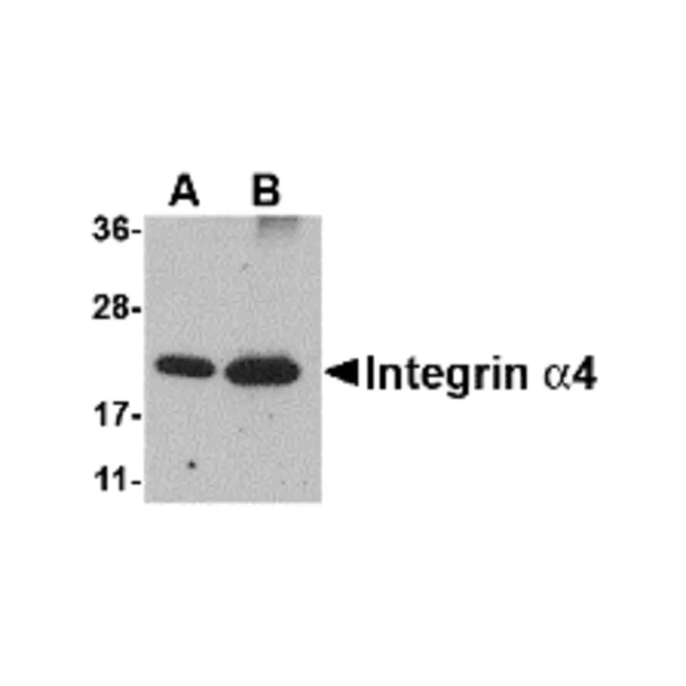 ProSci 4827_S Integrin alpha 4 Antibody, ProSci, 0.02 mg/Unit Primary Image