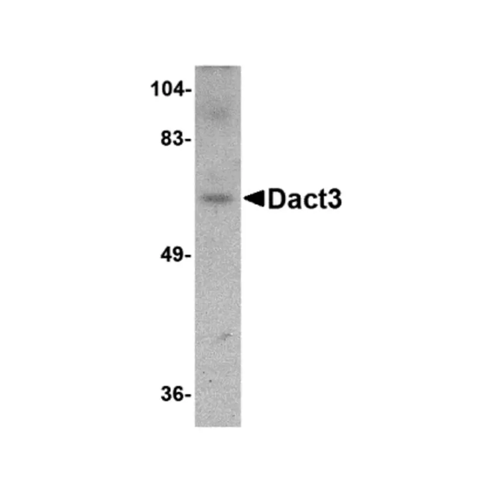 ProSci 4871 Dact3 Antibody, ProSci, 0.1 mg/Unit Primary Image