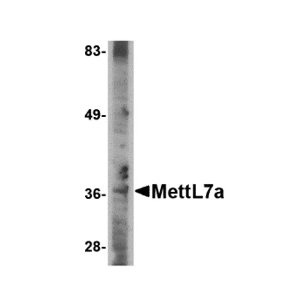 ProSci 4879 MettL7A Antibody, ProSci, 0.1 mg/Unit Primary Image