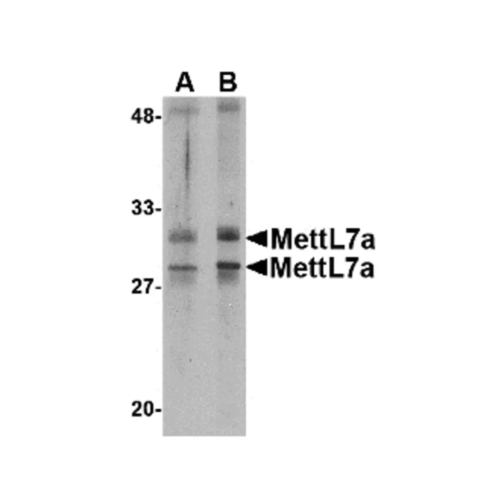 ProSci 4889_S MettL7A Antibody, ProSci, 0.02 mg/Unit Primary Image