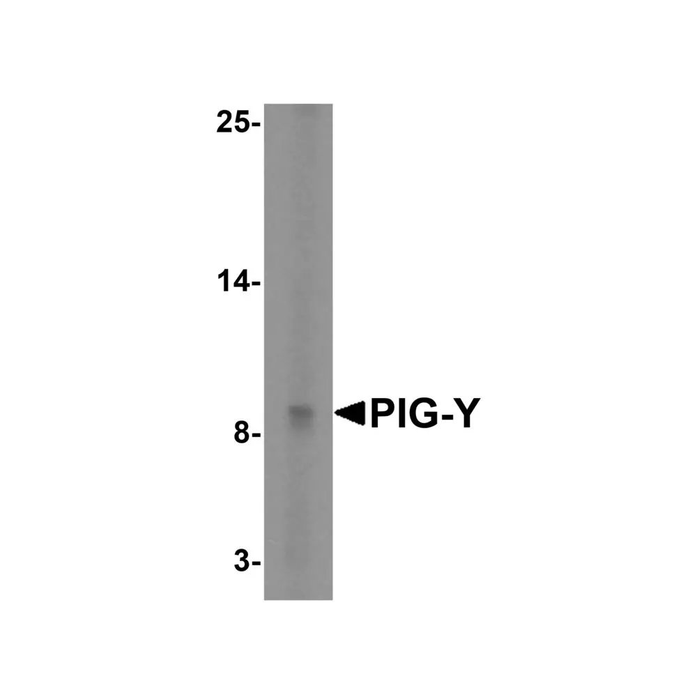 ProSci 4945 PIG-Y Antibody, ProSci, 0.1 mg/Unit Primary Image