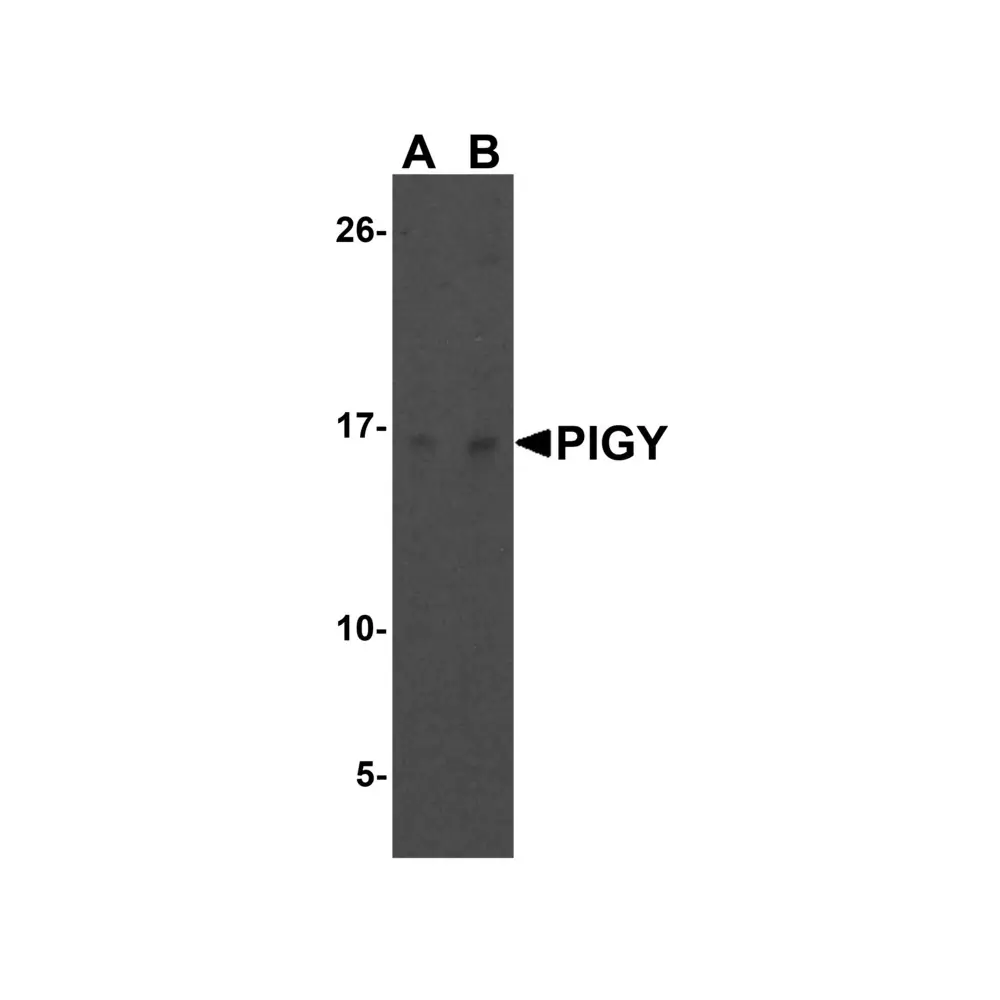 ProSci 4955 PIG-Y Antibody, ProSci, 0.1 mg/Unit Primary Image