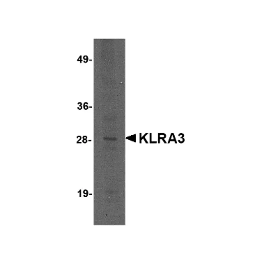ProSci 4993 KLRA3 Antibody, ProSci, 0.1 mg/Unit Primary Image
