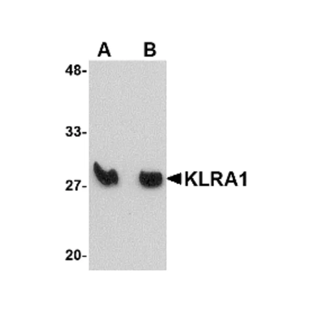 ProSci 4999 KLRA1 Antibody, ProSci, 0.1 mg/Unit Primary Image