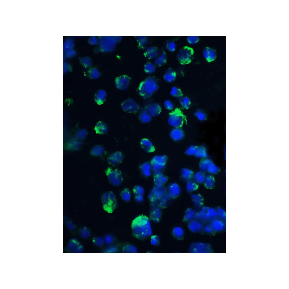 ProSci 3513_S 4E-BP1 Antibody, ProSci, 0.02 mg/Unit Tertiary Image