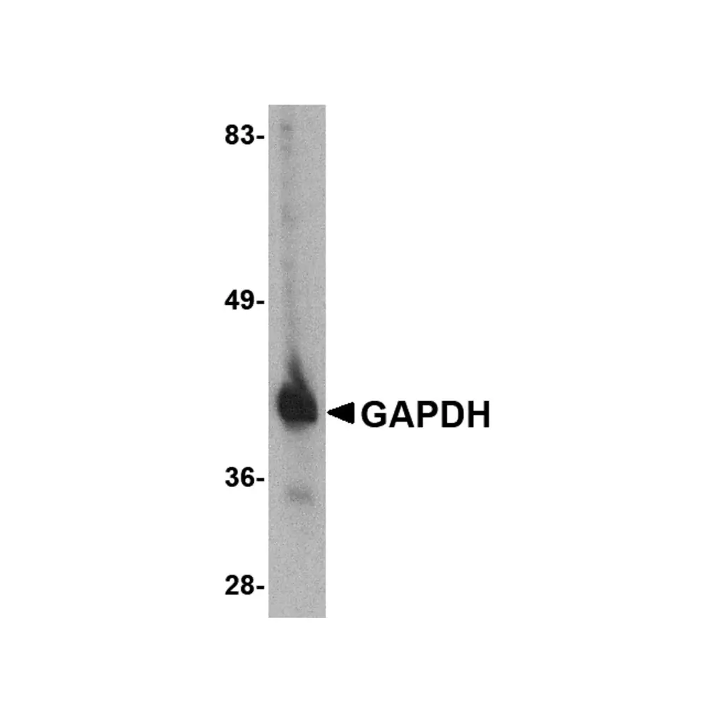 ProSci 5003 GAPDH Antibody, ProSci, 0.1 mg/Unit Primary Image