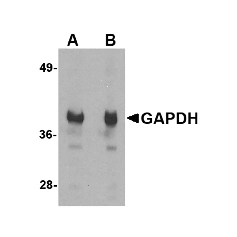 ProSci 5007_S GAPDH Antibody, ProSci, 0.02 mg/Unit Primary Image