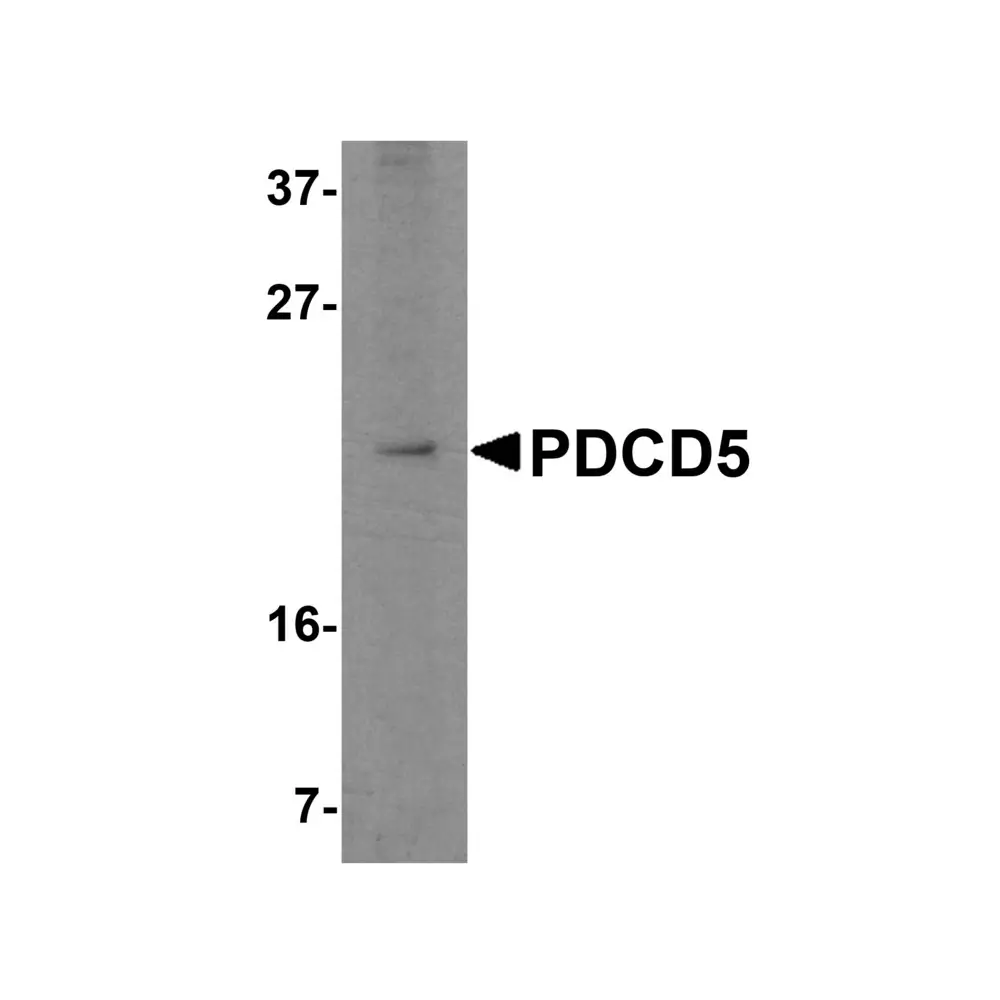 ProSci 5019_S PDCD5 Antibody, ProSci, 0.02 mg/Unit Primary Image