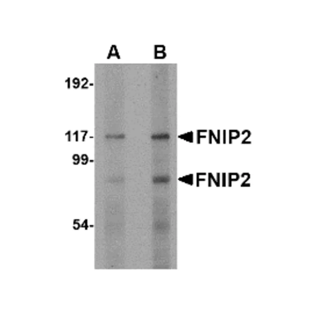 ProSci 5045_S FNIP2 Antibody, ProSci, 0.02 mg/Unit Primary Image