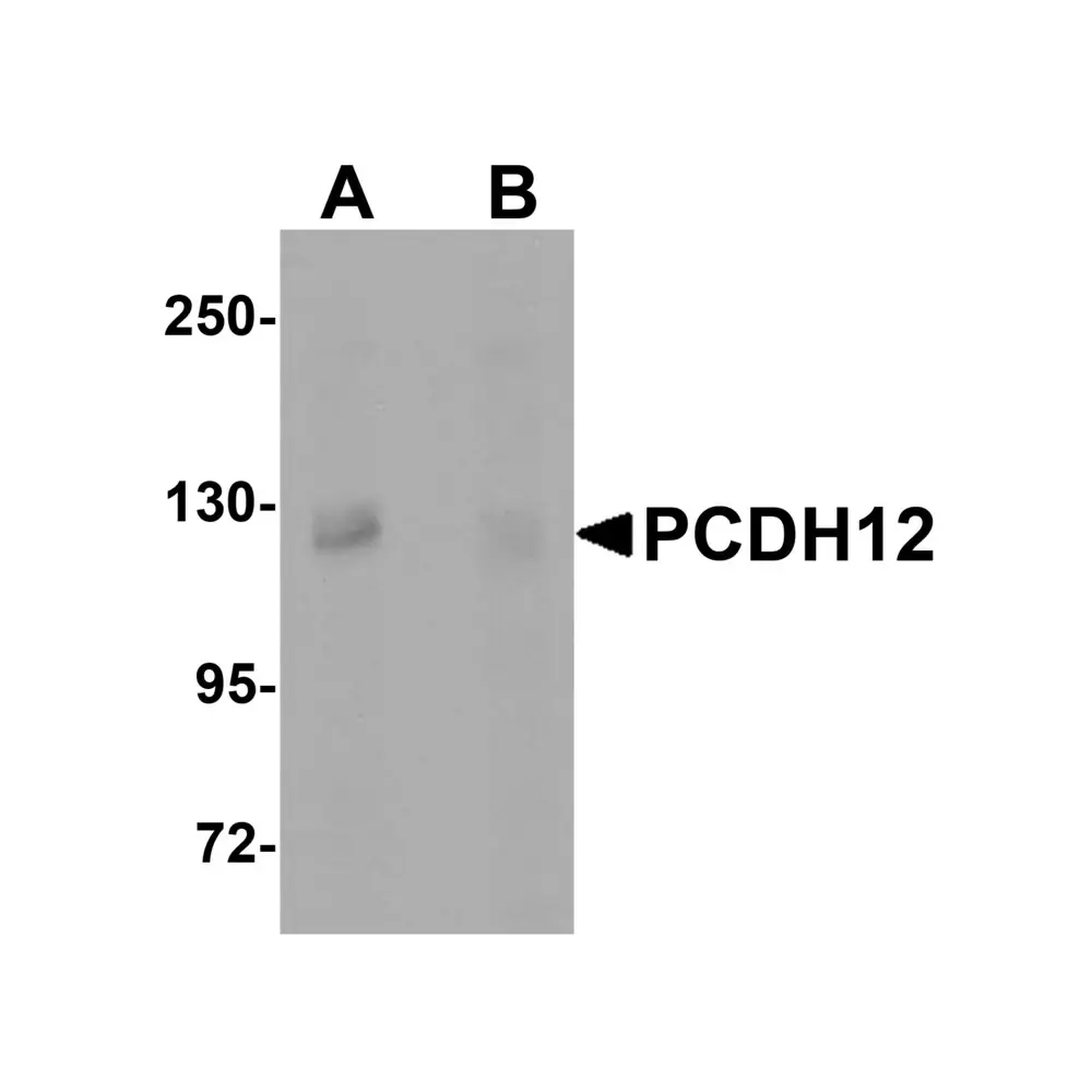 ProSci 5071_S PCDH12 Antibody, ProSci, 0.02 mg/Unit Primary Image