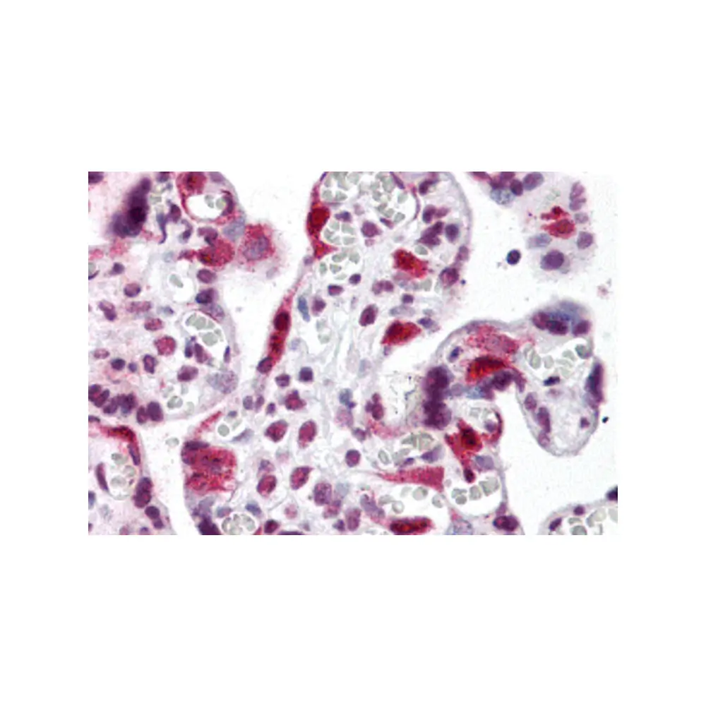 ProSci 5073_S LZTS2 Antibody, ProSci, 0.02 mg/Unit Primary Image