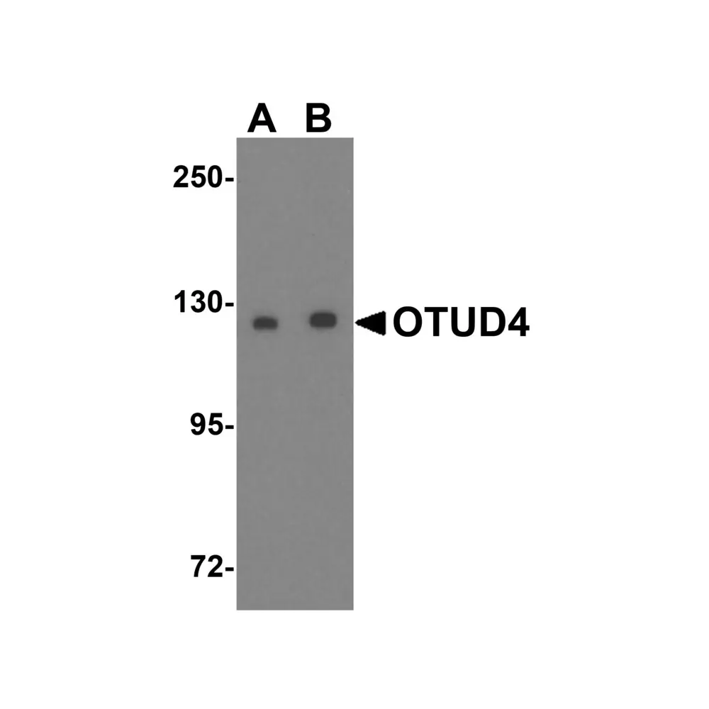 ProSci 5075 OTUD4 Antibody, ProSci, 0.1 mg/Unit Primary Image