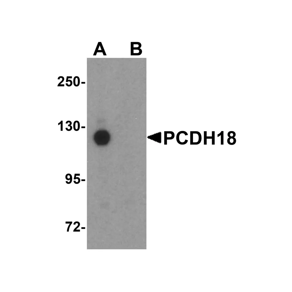 ProSci 5081 PCDH18 Antibody, ProSci, 0.1 mg/Unit Primary Image