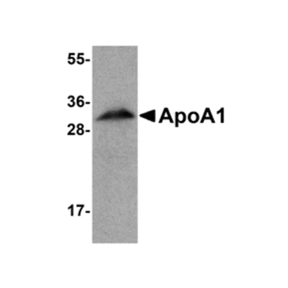 ProSci 5097 ApoA1 Antibody, ProSci, 0.1 mg/Unit Primary Image